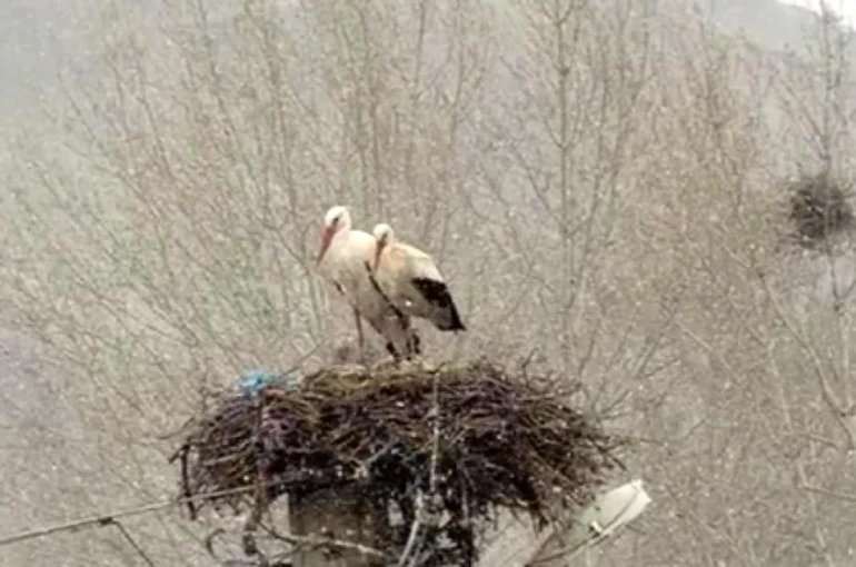 Erken göçen leyleklere kar sürprizi 