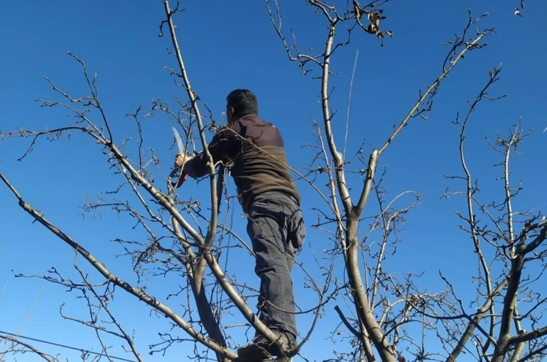 Erzincan çiftçisine ‘budama’ uyarısı 