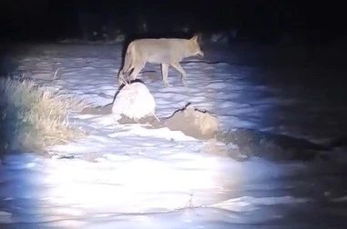 Erzincan’da aç kalan kurtlar köye indi 