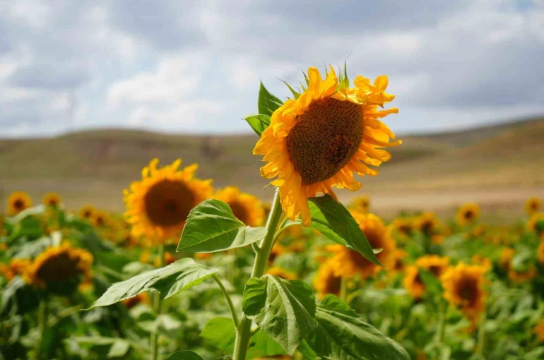 Erzincan’da ayçiçeği tarlaları sarının tonlarıyla göz kamaştırıyor