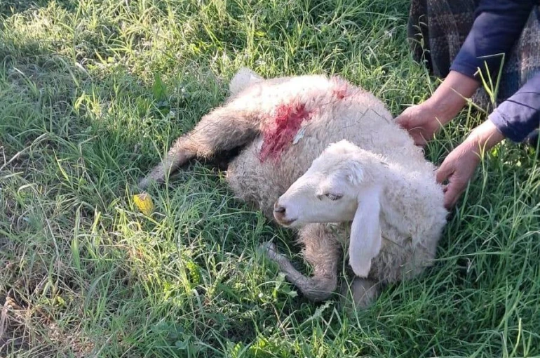 Erzincan’da başıboş sokak köpekleri 6 kuzuyu telef etti 