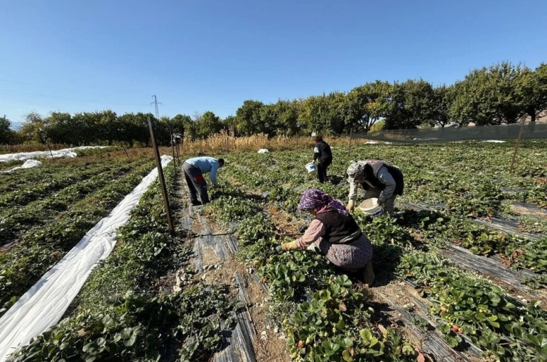 Erzincan’da çilek üretimi yaygınlaşıyor 