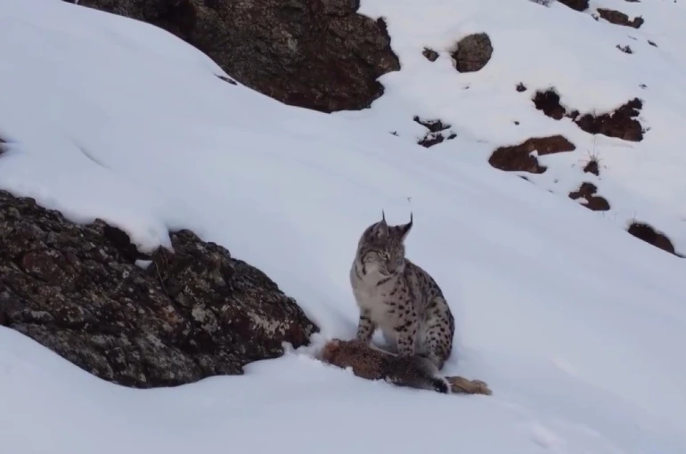 Erzincan’da "Doğadaki Kız" nesli tükenme tehlikesi altındaki vaşağı görüntüledi 