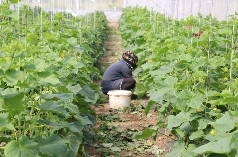 Erzincan’da kadın çiftçilere yüzde 50 hibeli sera desteği 