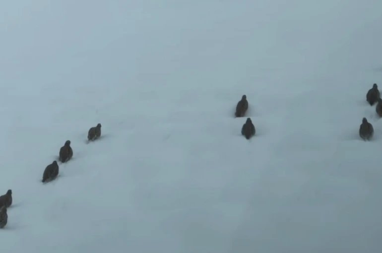 Erzincan’da keklik ve tavşan avı yasaklandı