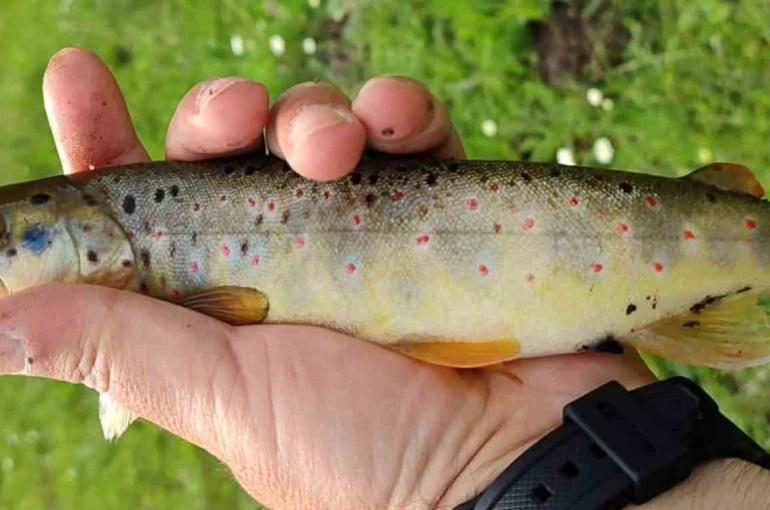 Erzincan’da kırmızı benekli alabalığın nesli tükeniyor 