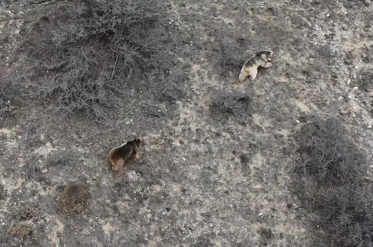 Erzincan’da kış uykusundan uyanan ayılar havadan görüntülendi 