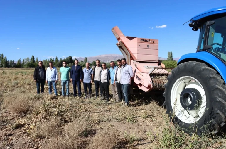 Erzincan’da kuru fasulye hasadı başladı 