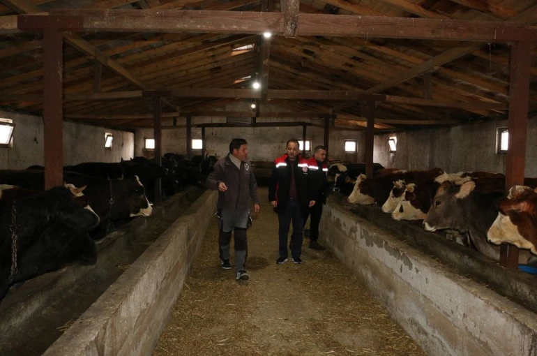 Erzincan’da manda yetiştiriciliği için araştırmalar sürüyor 