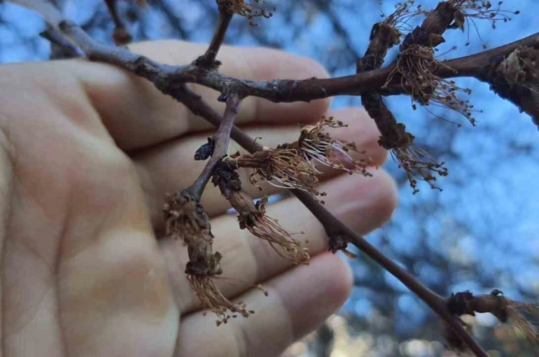 Erzincan’da soğuk şok: Kayısı çiçekleri karardı 