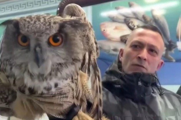 Erzincan’da soğuktan bitkin düşen baykuş vatandaşların duyarlılığıyla kurtarıldı 