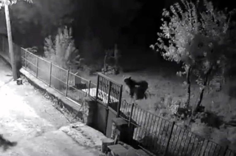 Erzincan’da yerleşim alanlarına inen ayılar vatandaşları tedirgin ediyor 