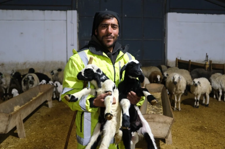 Erzincan’da yılın ilk kuzuları doğdu: Üreticilerin umudu tazelendi 