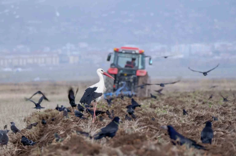 Erzincan’da zirai don uyarısı 