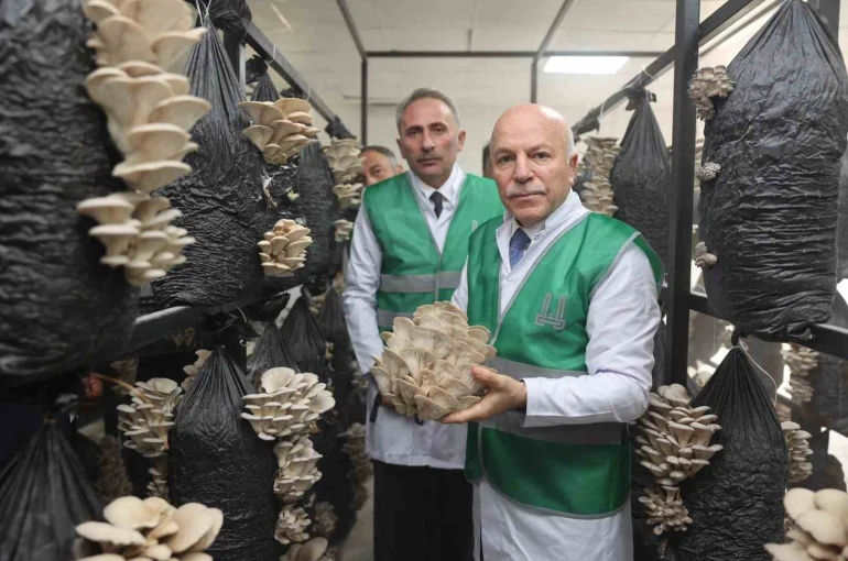 Erzurum Büyükşehir Belediyesi istiridye mantarı üretimine öncülük yaptı 