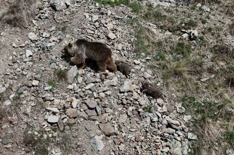 Erzurum Oltu’da bozayı iki yavrusuyla görüntülendi 