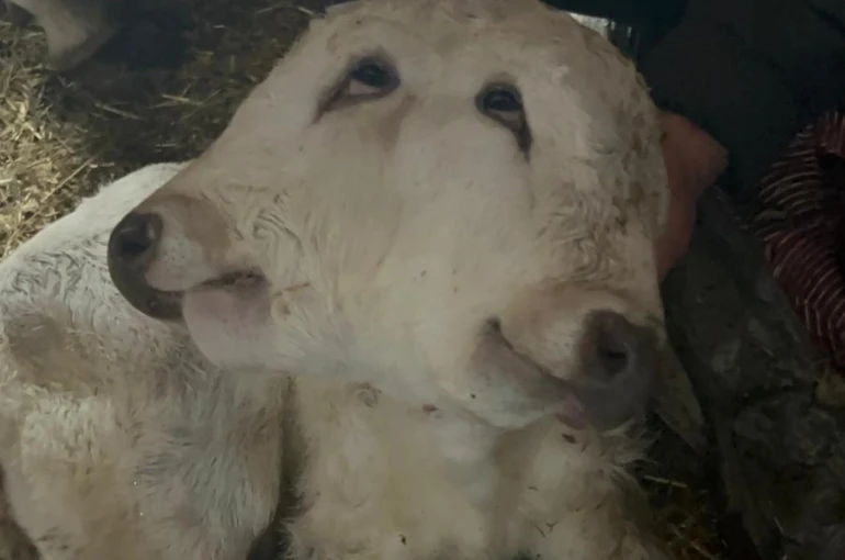 Erzurum’da çift başlı buzağı dünyaya geldi 