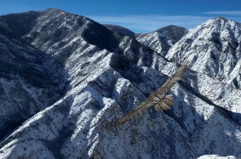 Erzurum’da sakallı akbaba dron ile görüntülendi 