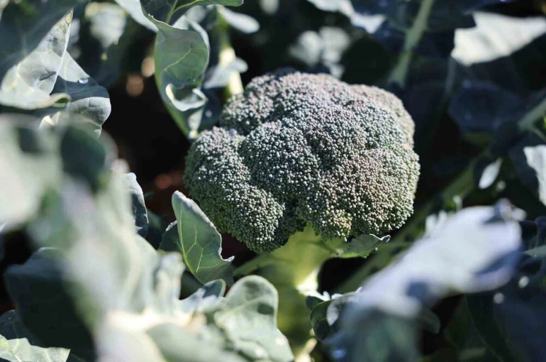 Erzurum’da tarımda yeni bir dönem: İkinci ürün Brokoli hasadı gerçekleştirildi