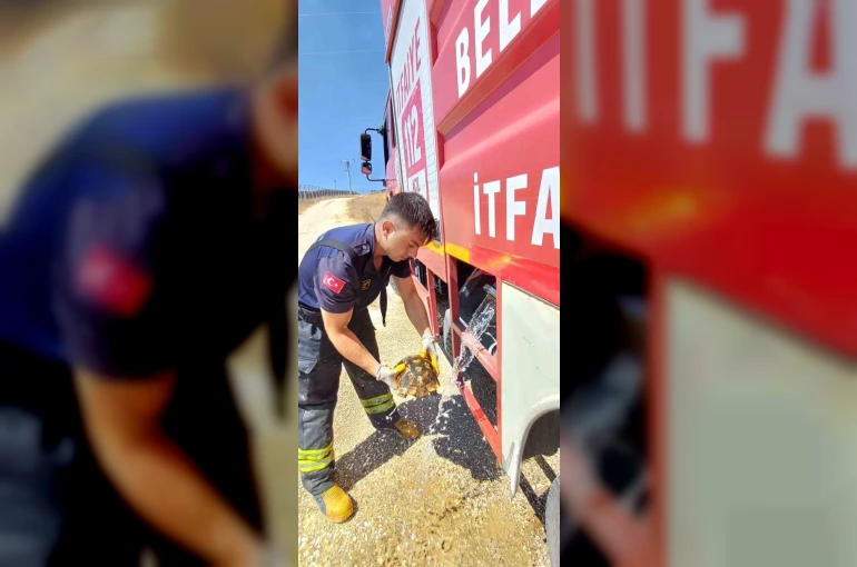 Eskişehir’de alevlerin arasında kalan kaplumbağayı itfaiye kurtardı 
