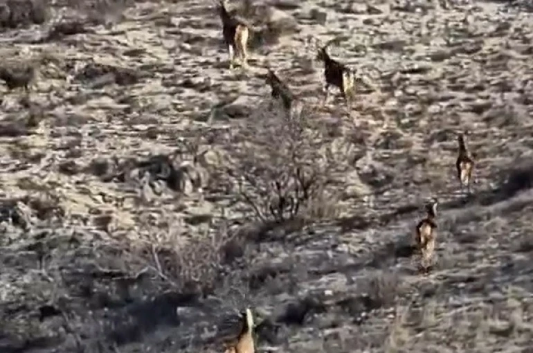 Eskişehir’de görüntülenen 8 geyik hayran bıraktı