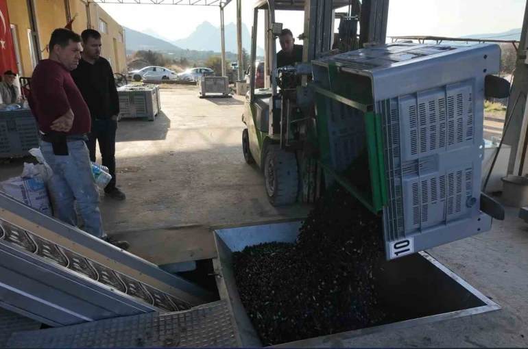 Eskişehir’in Akdeniz’inde zeytinyağının soğuk sıkım yolculuğu 