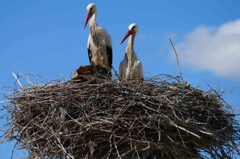 Esnafın merakla beklediği Rüzgar ve Nergis, 4’üncü yılında da aynı yuvaya döndü 