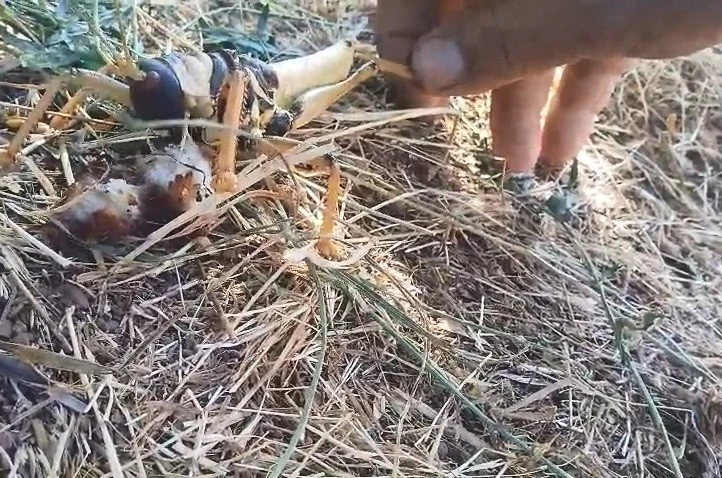 Etçil çekirgeyi balıkla besledi 