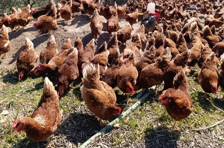 Ev kiraları şehirden kaçırdı, köyde "gezen tavuk" çiftliği kurdu