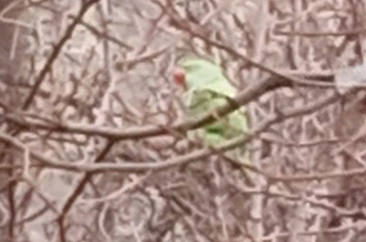 Evden kaçan papağan 2,5 yıldır doğada yaşıyor