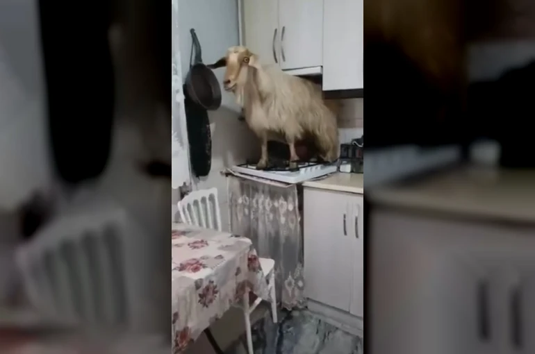 Eve kaçan keçiyi yakalayamadı..."Keçiyi polise ihbar edeceğim" diye tehdit etti