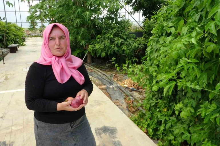 Evin çatısında tohumla başlayan yolculuk, tropikal meyve müzesine dönüştü