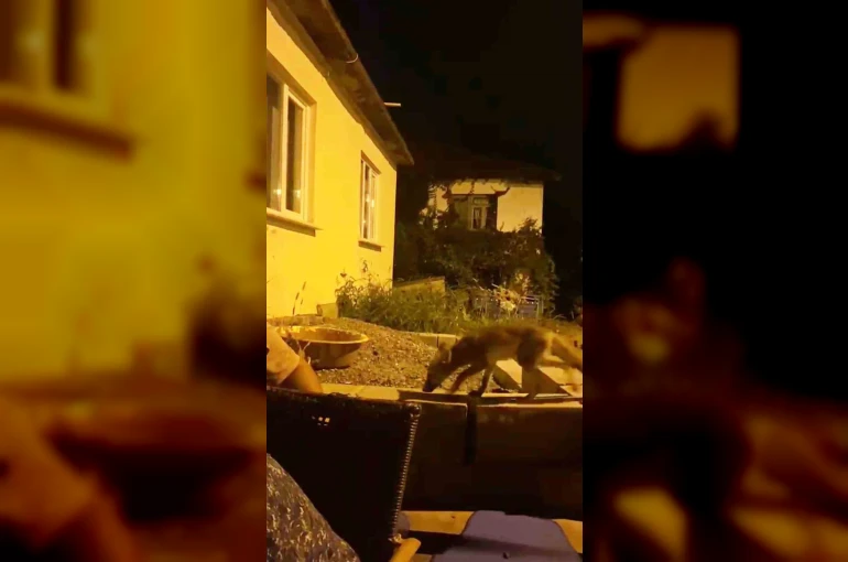 Evinin önüne gelen tilkiyi elleriyle besliyor