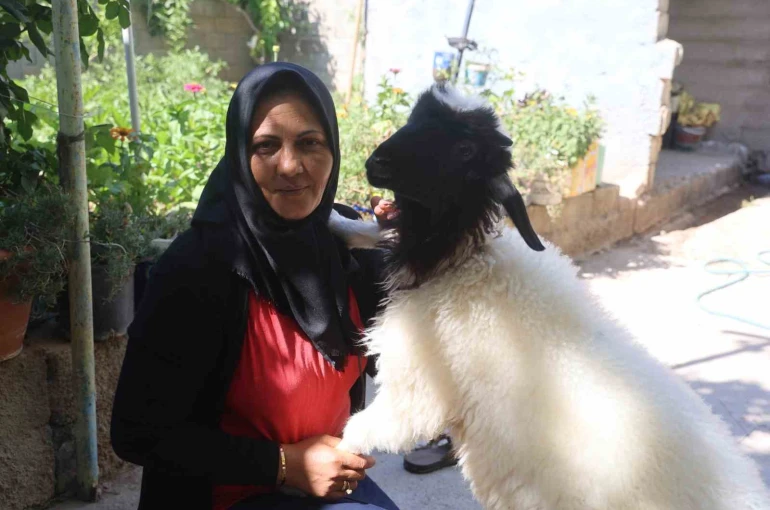 Evladını lösemiden kaybeden anne, teselliyi peşinden ayrılmayan kuzuda buldu 