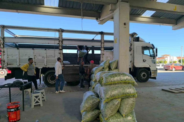 Fasulye pazarında yüzler güldü 