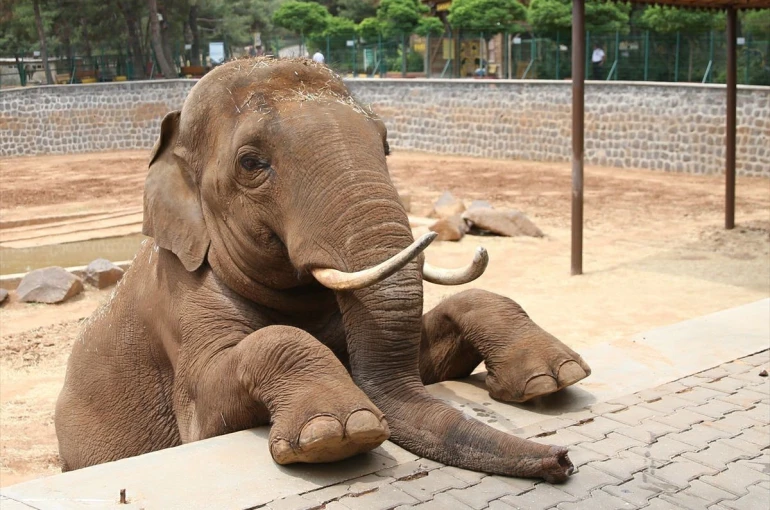 Fatma Şahin’den CHP’li Başarır’a yalanlama 