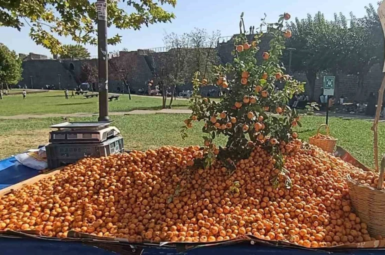Faydaları saymakla bitmiyor: Alıç meyvesi tezgahlardaki yerini aldı 