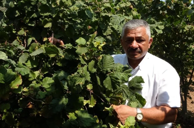 Fındık fiyatlarında son durum