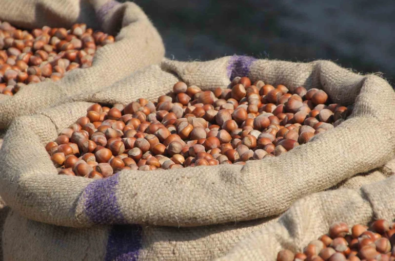 Fındık üreticilerinden Ferrero’ya "manipülasyon" tepkisi: "Amaç üreticiyi panikletip ucuza fındık almak" 
