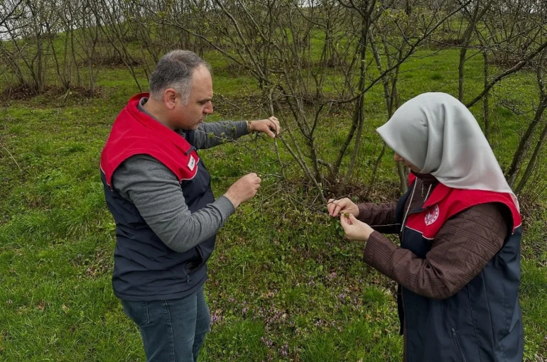 Fındık üreticilerine "kozalak akarı" ve "külleme" uyarısı 