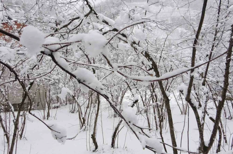 Fındıkta don endişesine bilimsel açıklama: "Şu an risk yok, fayda var" 