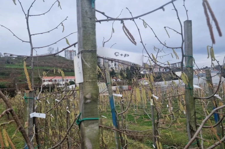 Fındıkta kozalak akarı verim kaybına yol açıyor 