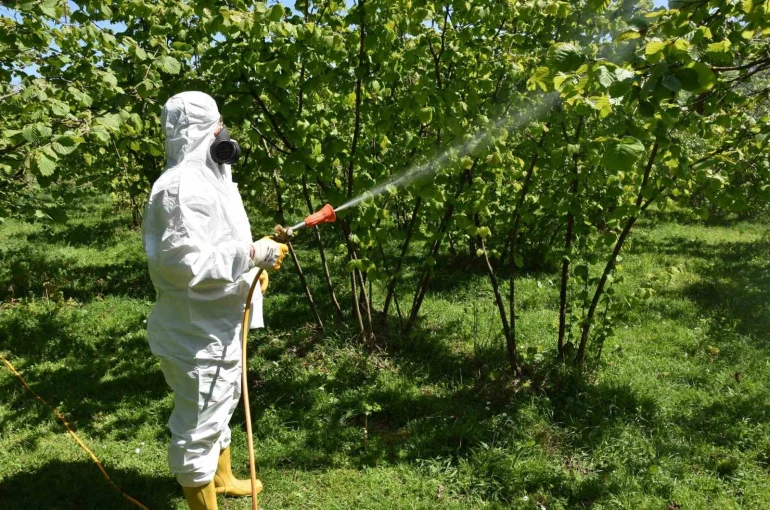 Fındıkta külleme ve kozalak akarına karşı mücadele başlatıldı 