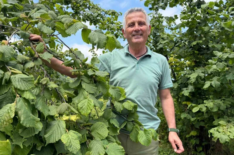 Fındıkta rekolte sevinci