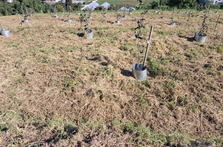Fındıkta rekolte ve randıman artıracak çalışma