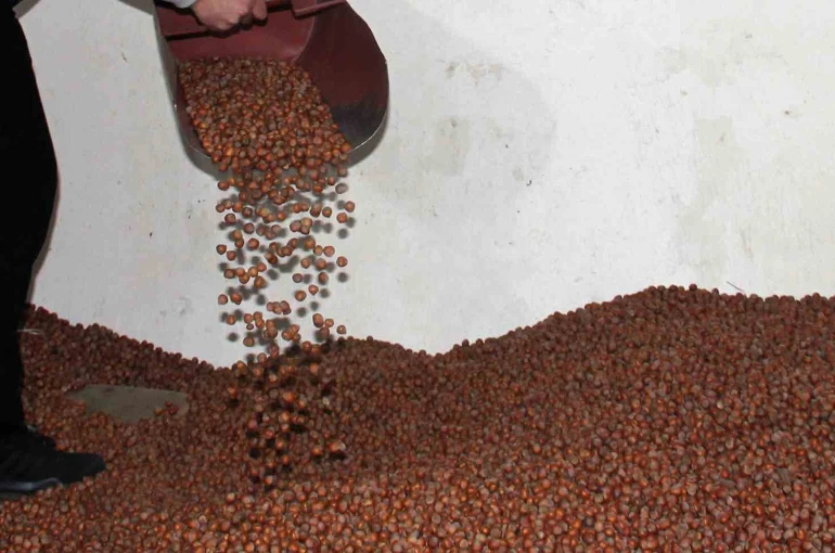 Fındıkta serbest piyasa düşüşte, Tarım Kredi en yüksek alımı yapıyor 