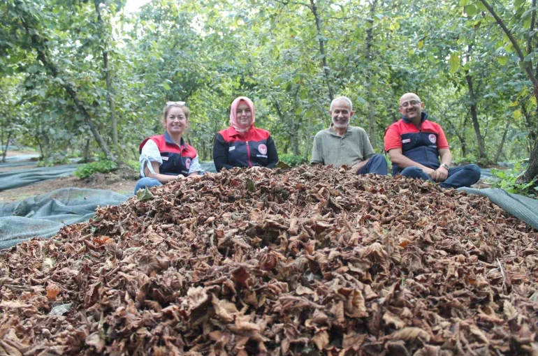 Fındıkta verim ve kalite artıyor 