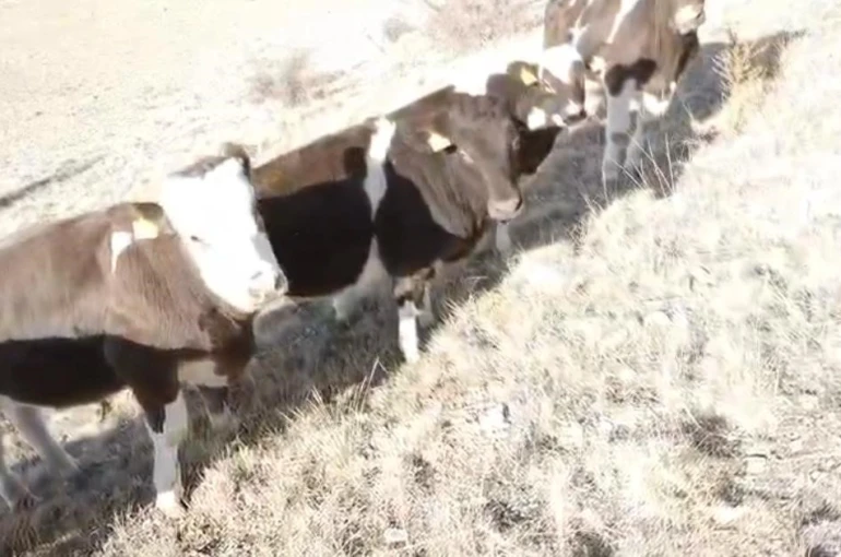 Firar eden inekleri jandarma ekipleri buldu