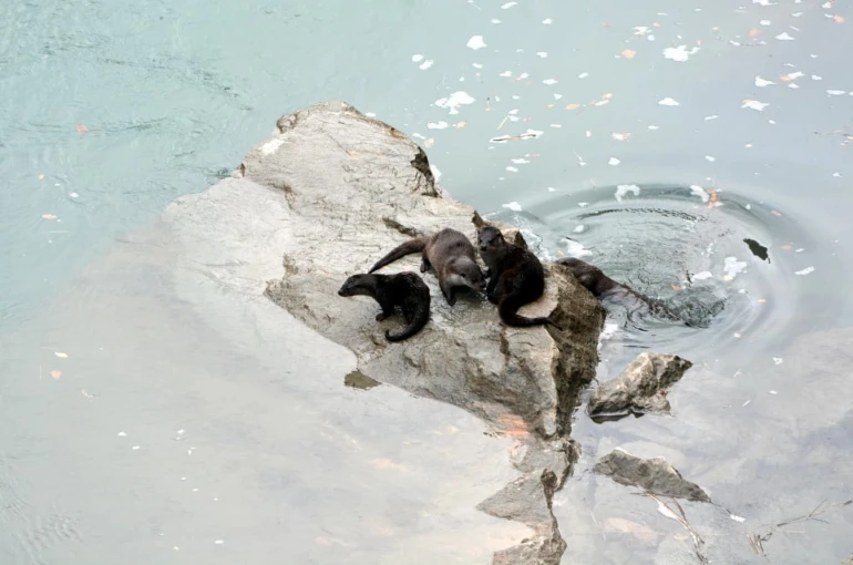 Fırat Nehri’nde 4 su samuru görüntülendi