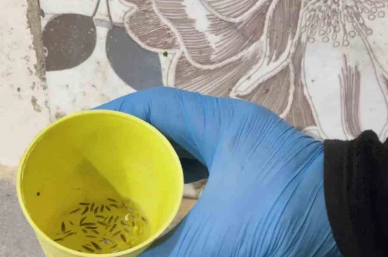 Fırın denetiminde mide bulandıran görüntüler, zabıta böcek çeşitlerini saymakla bitiremedi 